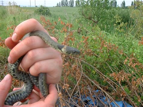 Grass Snake Identification & Sightings - Reptiles and Amphibians of the ...