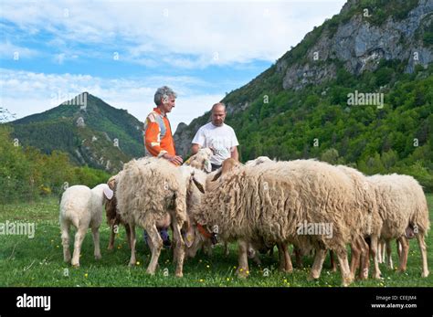 Assaf breed sheep, Pyrenees, Spain Stock Photo - Alamy