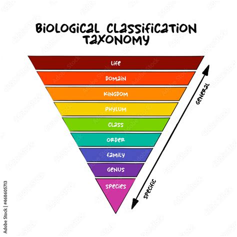 Biological classification taxonomy rank - relative level of a group of ...