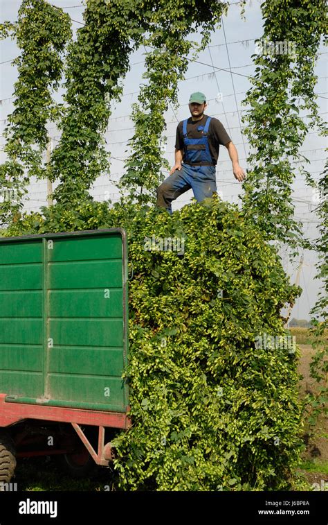 hop harvest Stock Photo - Alamy