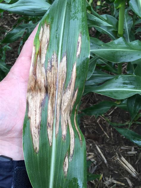 Northern Corn Leaf Blight Continues, Gray Leaf Spot Starts in 2015 ...