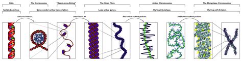 Difference Between Euchromatin and Heterochromatin | Characteristics ...