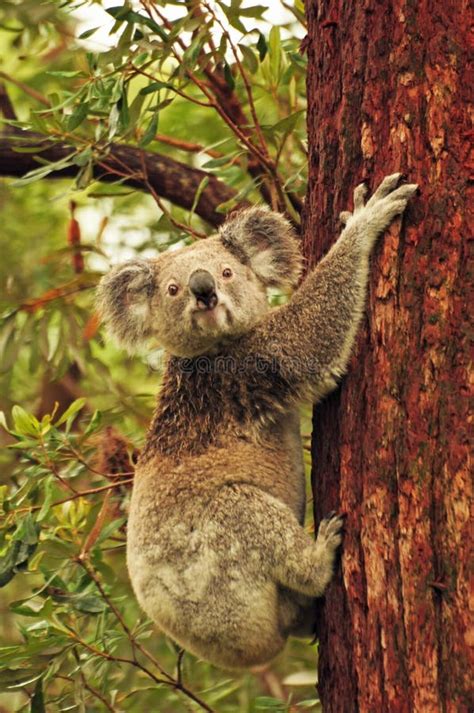 A Wild Koala Climbing A Tree Stock Image - Image of endangered ...