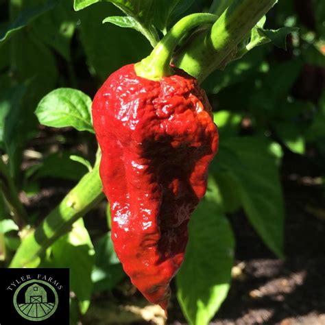 Chocolate Naga Viper Pepper Seeds | Tyler Farms