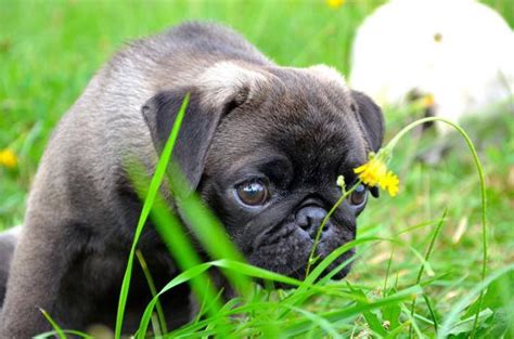 Cute Silver Pug Puppy | Pug puppies, Puppies, Pug love