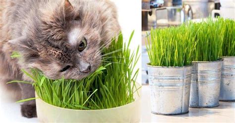 The Ultimate Guide to Cat Grass: What Is It + How To Grow It Yourself