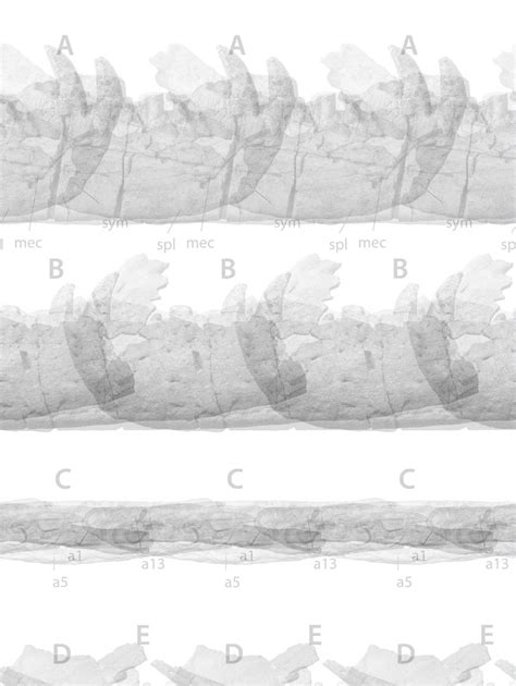 T. rex fossil is actually a species new to science, study says | CNN