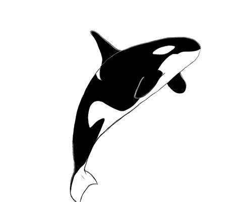 Orca killer whale clipart 2 - WikiClipArt