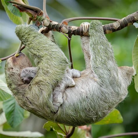 Jeff Muñoz on Instagram: “A female Three-toed Sloth eating from a ...