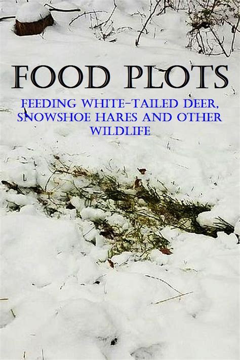 Snowy Food Plots and White-tailed Deer - A Life In The Wild | Food ...