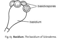 Basidium | definition of basidium by Medical dictionary