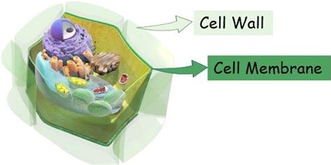 Difference Between Plasma Membrane and Cell Wall (with Comparison Chart ...