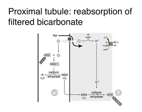 Acetazolamide for metabolic alkalosis in ventilated patients — NephJC