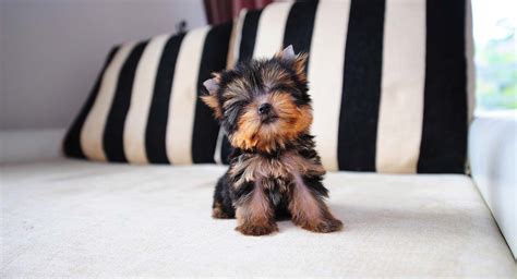 Cute Tiny Teacup Yorkie Puppies For Sale In Minnesota - l2sanpiero