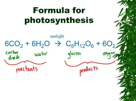 What Are Reactants In Photosynthesis