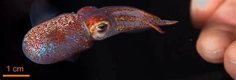 Hawaiian Squid Uses Jelly and Bacteria to Keep Eggs Safe, New Research ...