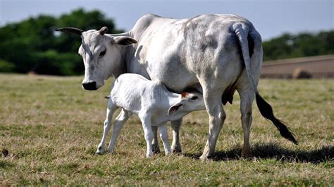 Cow: National Animal of Nepal | Cow Becomes National Animal Of Nepal