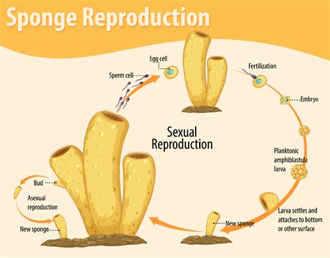 Diagram showing sponge reproduction 7207074 Vector Art at Vecteezy