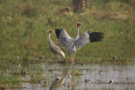 Keoladeo National Park - India | National parks, World heritage sites ...