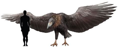 Argentavis Magnificens Fossil