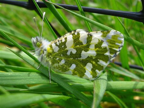 Rare Butterfly Wins Endangered Species Protections | Courthouse News ...