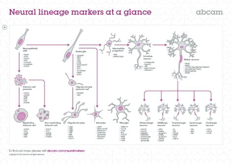 Neuronal, neural stem cell and glial cell markers | Abcam