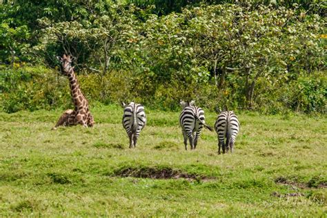 Nature by Nat Photography - Arusha National Park