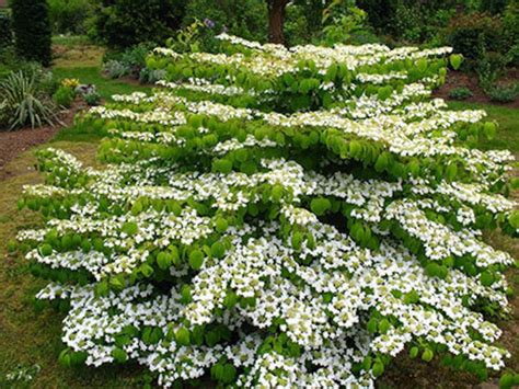 Viburnum Plicatum Var. Tomentosum mariesii Mariesii Viburnum Live Plant ...