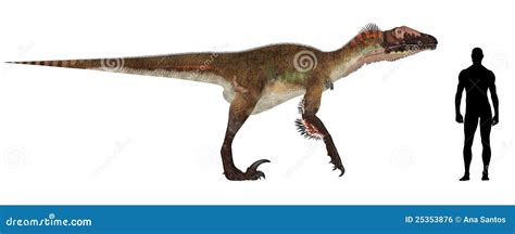 Utahraptor Size Comparison stock illustration. Illustration of average ...