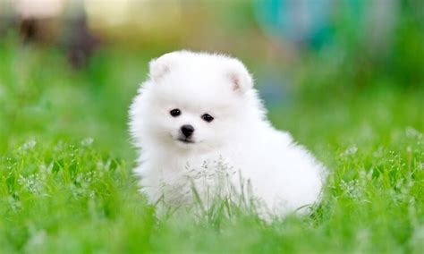 White Pomeranian Facts: Traits, Health Issues & Diet Info