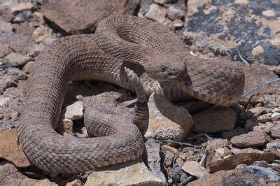 Harmless or Lethal? Learn to Identify the Venomous Snakes of Utah ...