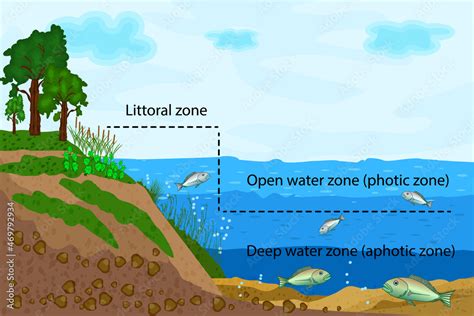 Lake ecosystem. Zonation in lake water infographic. Pond or river ...