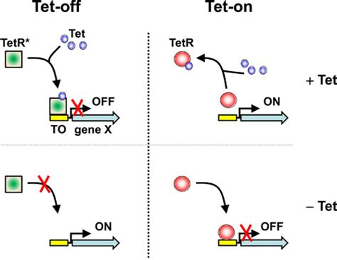 Generation of Stable Human Cell Lines with Tetracycline-inducible (Tet ...