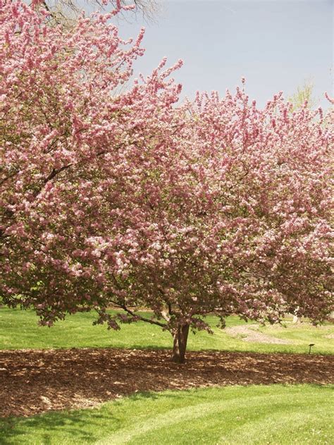 Malus 'Adams' | Adams Crabapple | Green Barn Garden Center