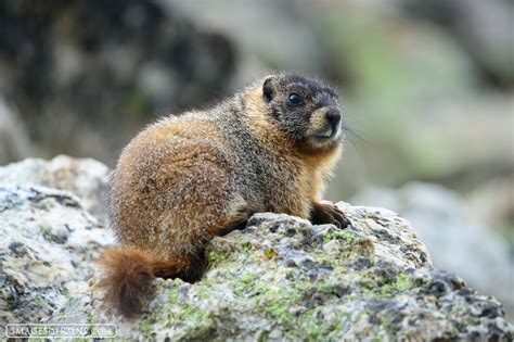 Yellow-Bellied Marmot in Rocky Mountain National Park | Rocky Mountain ...