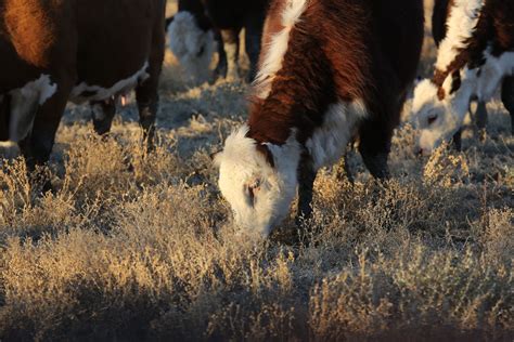 Organic Beef: Journey to a Healthy, Sustainable and Flavourful Meal