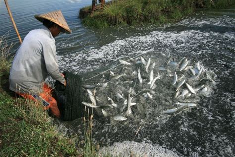 Mengenal 5 Jenis Ikan Air Payau yang Sering Dibudidayakan - Mediatani