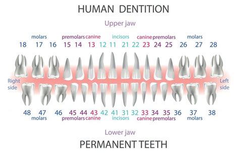 Teeth Numbers And Names Quiz