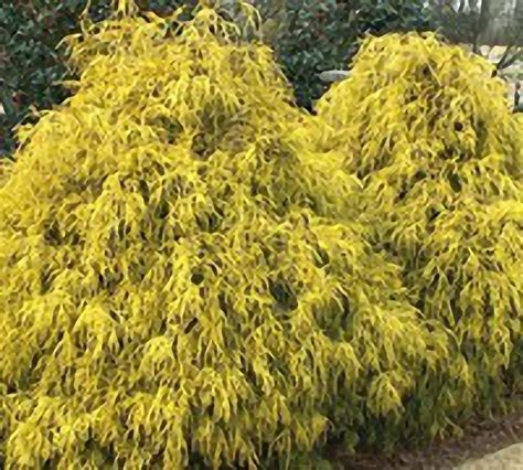 Gold Mop Cypress Companion Plants - (6 Best Landscaping Plants) - The ...