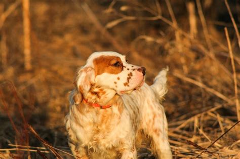 English Setter Colors: The Commons And The Rares