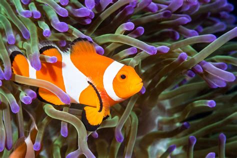 Can clownfish do addition? Scientists say 'Nemo' is good at math