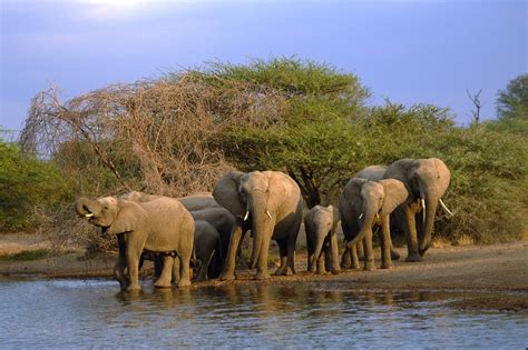 Réserves naturelles et parcs nationaux | Afrique du Sud Découverte