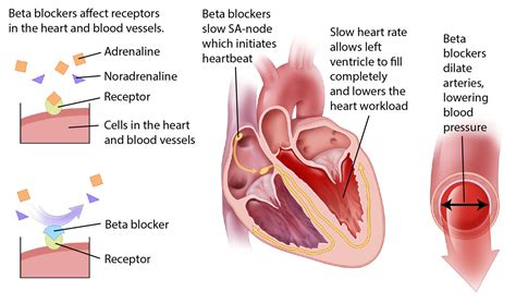 How Beta Blockers Work Illustration by Fran Milner | Medical ...