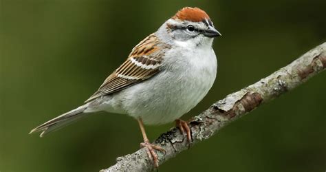 Chipping Sparrow Identification, All About Birds, Cornell Lab of ...