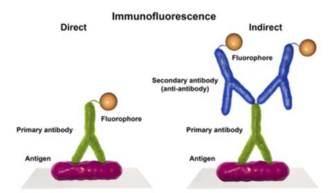 Immunofluorescence (IF) Protocol | Creative Bioarray