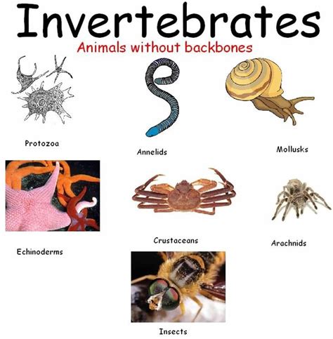 Learn 1000+ Animal Names in English | Vertebrates and invertebrates ...