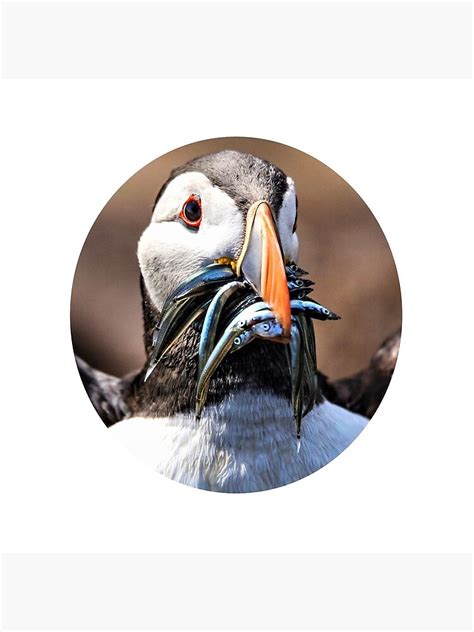 "Puffin Eating Fish" Throw Pillow by robspencer | Redbubble