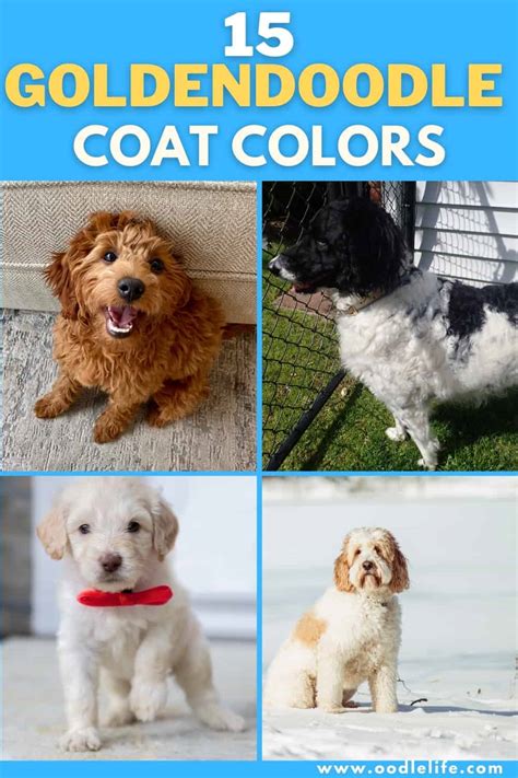 15 Types Of Goldendoodle Colors (with Photos!) - Oodle Life