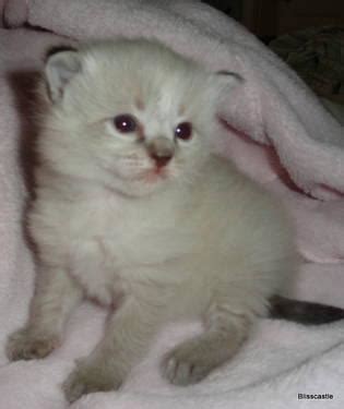 Seal Point and Seal Lynx Ragdoll Kittens for Sale in Farmville ...