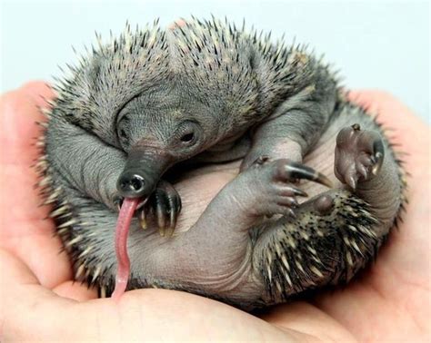 The 15 Cutest Living Fossils | Echidna, Unusual animals, Echidna puggle